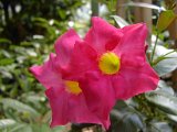 2009 Flora 051.JPG